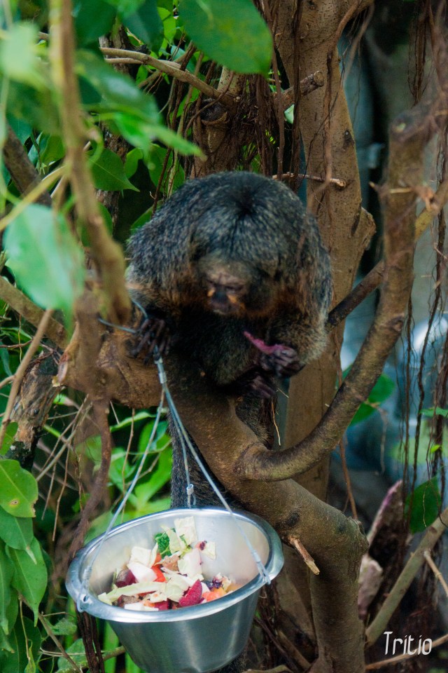 Alimentación, fundamental siempre, un placer casi siempre, algo por lo que estar agradecido.